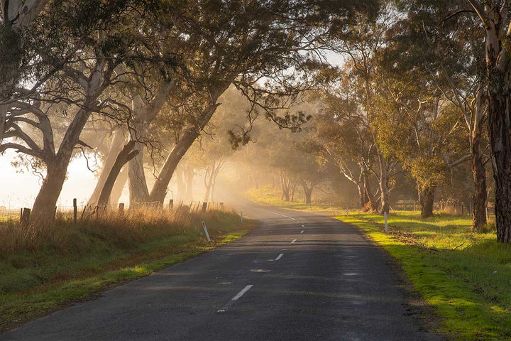GUM TREE LIGHT