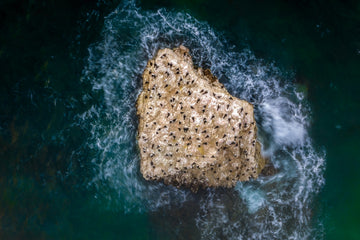 Gulls rock
